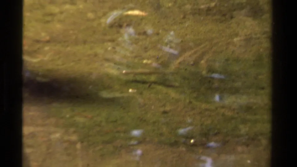 1978 Lake Tahoe 8mm frame with sun-dappled water, a green streambed, and faint small fish shapes in the current.