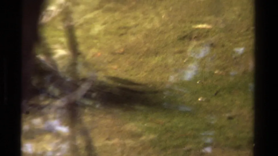 1978 Lake Tahoe 8mm frame showing a close, soft-focus view of clear stream water, green growth, and shadowed film-edge artifacts.