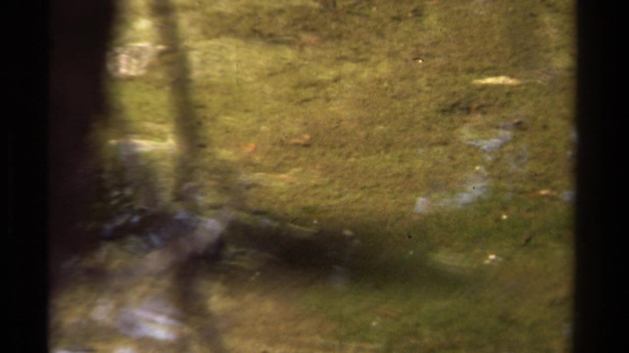 1978 Lake Tahoe 8mm frame showing shallow flooded water, reflected trees, submerged grass, and a dark trunk along the left edge.