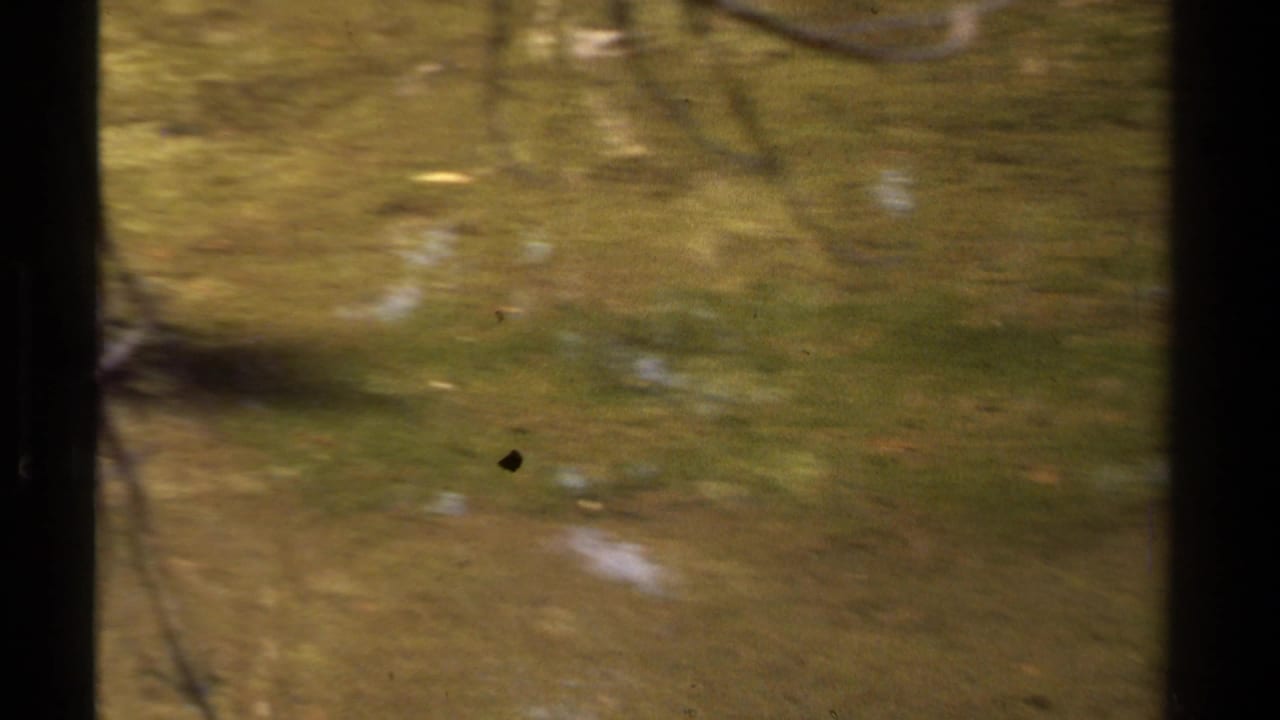 Greenish flooded water with blurred tree reflections and a dark trunk near center.