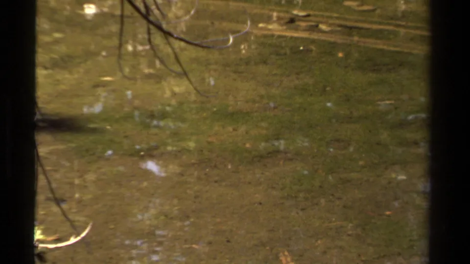 1978 Lake Tahoe 8mm frame showing flooded grass, reflected branches, dark trunks, and small bright highlights on the water.