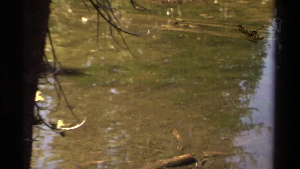 1978 Lake Tahoe 8mm frame showing shallow flooded water, reflected trees, a central dark trunk, dangling branches, and floating debris.