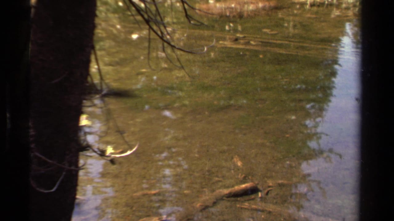1978 Lake Tahoe home-movie frame showing shallow pond water, dark tree trunks, floating debris, and soft shoreline reflections.