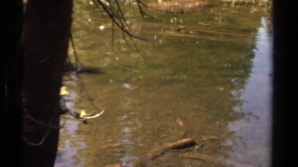 1978 Lake Tahoe home-movie frame showing shallow pond water, dark tree trunks, floating debris, and soft shoreline reflections.