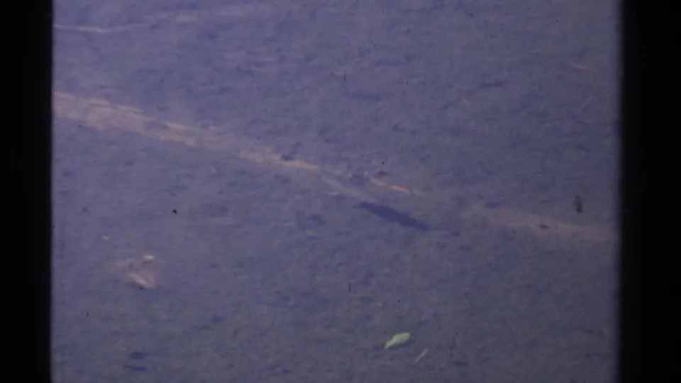 1978 Lake Tahoe home-movie frame with tree trunks dividing murky pond water and a small pale fish shape beneath the surface.