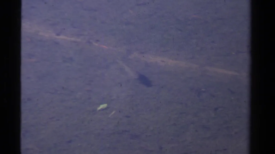 A small fish appears in clear Lake Tahoe water in 1978 8mm footage, above a softly rippled sandy lakebed.