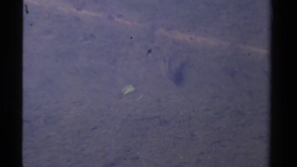 The fish is faintly visible in blue-purple aged 8mm footage, swimming above the Lake Tahoe lakebed.