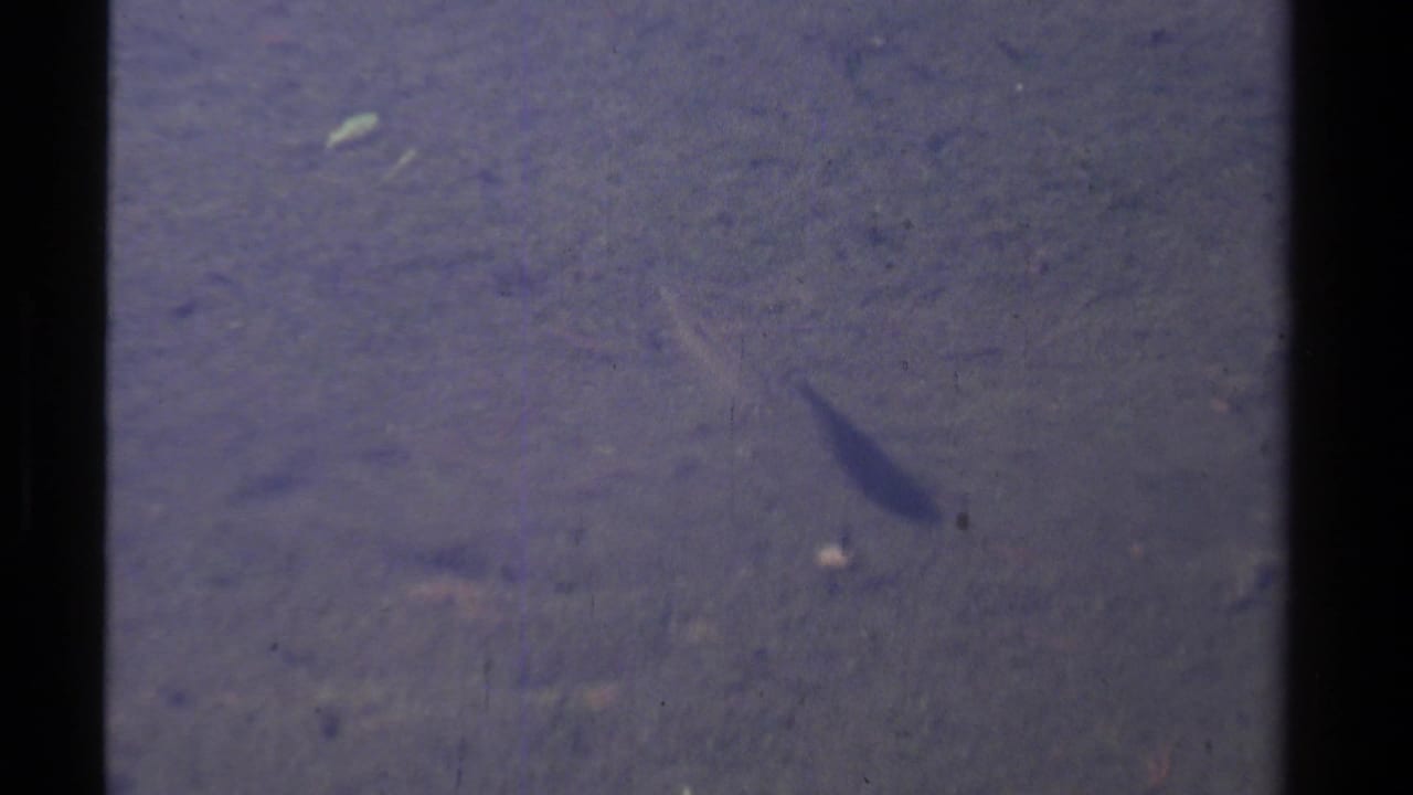 1978 8mm Lake Tahoe-area frame showing a long slender fish moving through cloudy water over a muddy bottom.