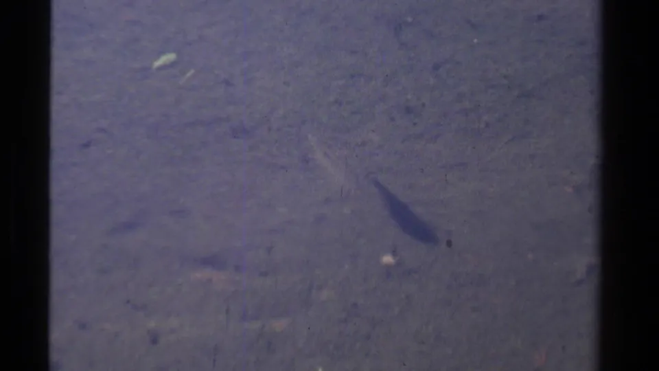 1978 8mm Lake Tahoe-area frame showing a long slender fish moving through cloudy water over a muddy bottom.