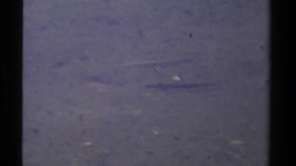 1978 8mm Lake Tahoe-area frame with a slender fish partly visible in murky blue-purple water.