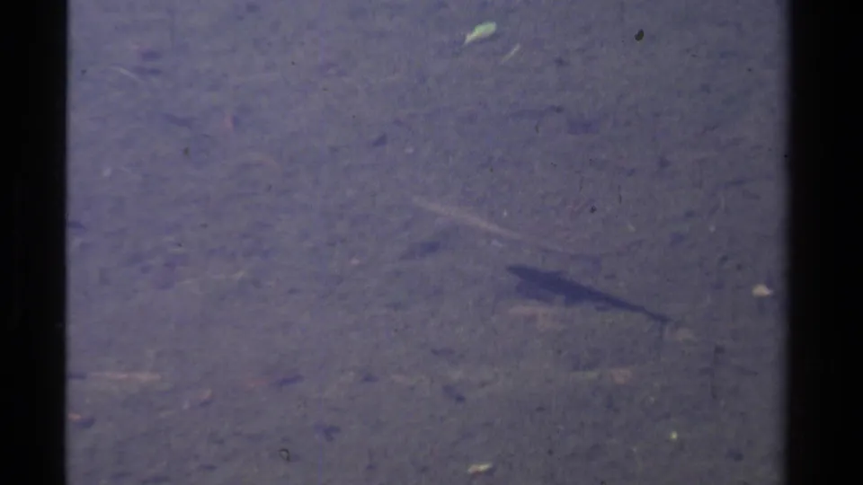 1978 8mm Lake Tahoe-area frame showing a long fish crossing low over a murky bottom with visible film grain.