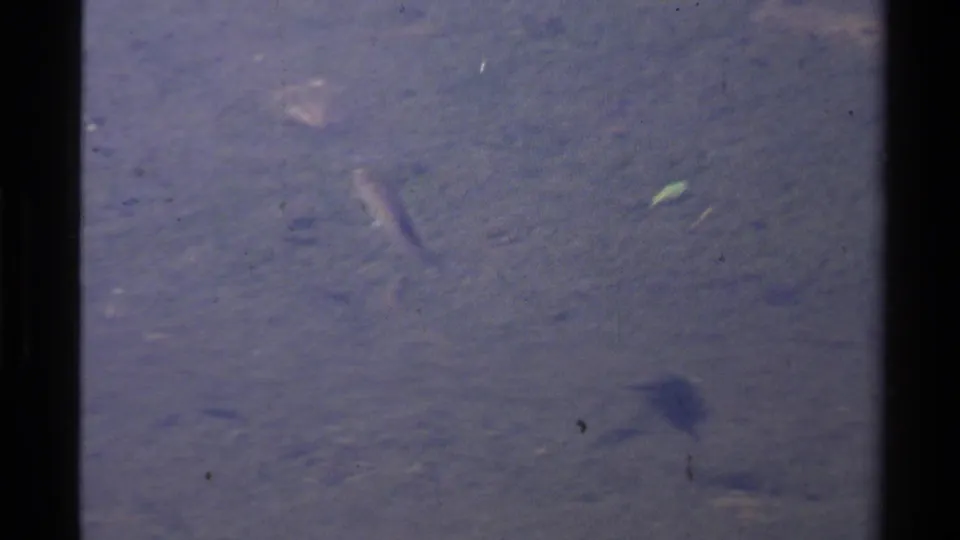 1978 Lake Tahoe 8mm frame showing blue-purple water, a faint fish below the surface, and visible film gate edges.