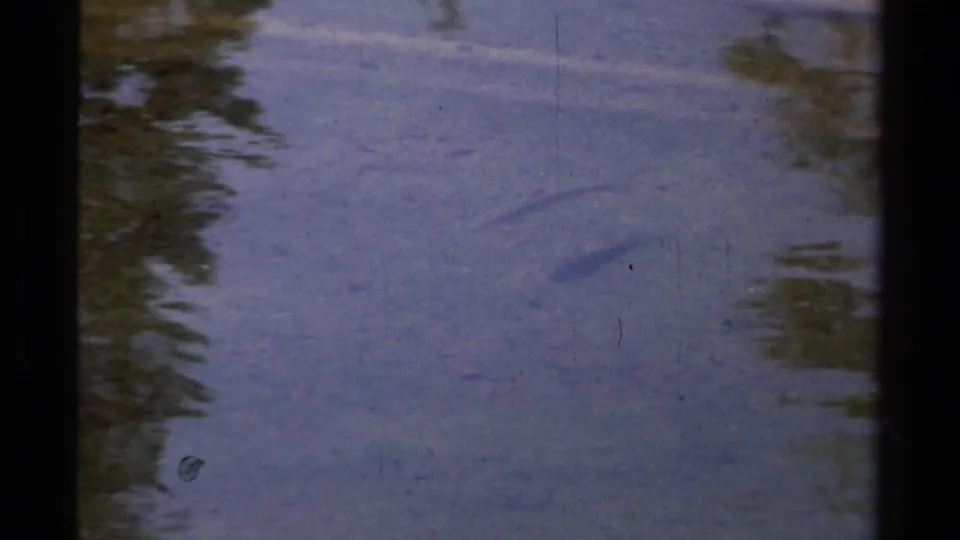1978 Lake Tahoe 8mm frame showing tree reflections on blue water with a fish-like shape below the surface.