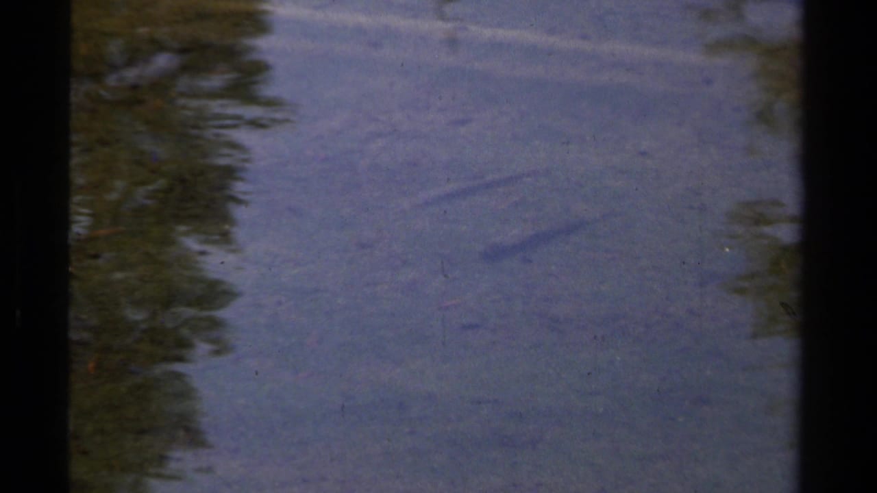 1978 Lake Tahoe home-movie frame showing a small fish beneath blue-green water with soft reflected greenery.