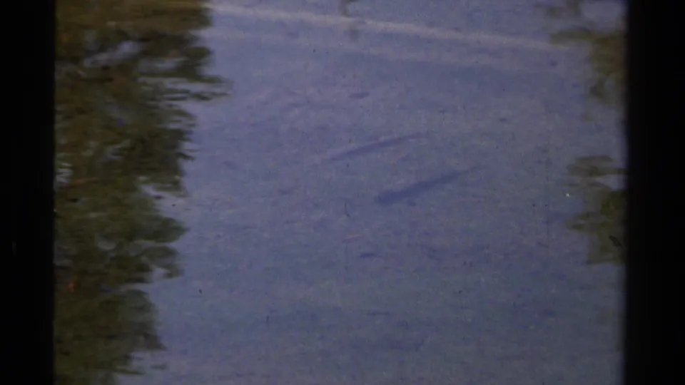 1978 Lake Tahoe home-movie frame showing a small fish beneath blue-green water with soft reflected greenery.