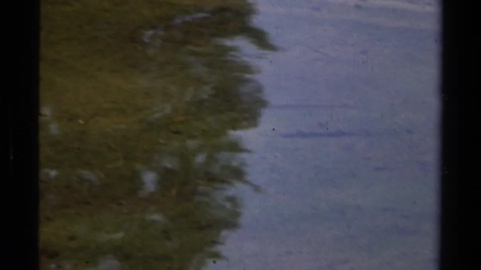 1978 Lake Tahoe frame with reflected shoreline vegetation on the lake surface and a faint fish silhouette below.