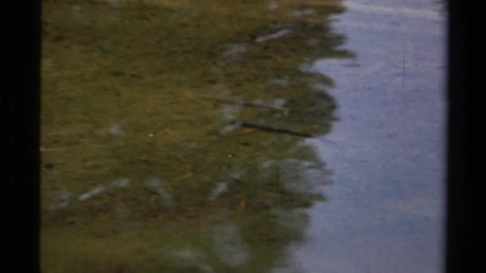 1978 Lake Tahoe home-movie frame showing shallow water, reflected trees, and a small dark fish beneath the surface.