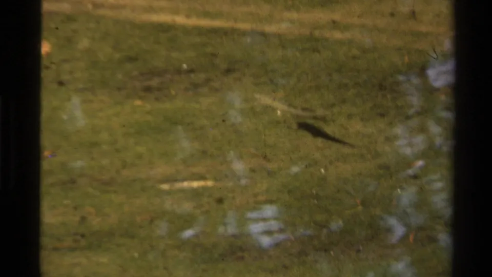 1978 Lake Tahoe frame showing a small fish in shallow green-blue water with reflected shoreline highlights.