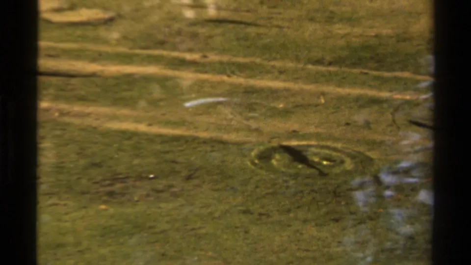Lake Tahoe 1978 home-movie still showing a dark fish-like form in shallow green pond water with scan grain and reflections.