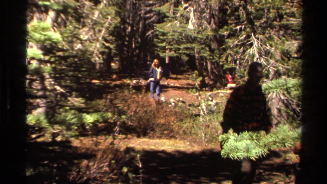 Two hikers in a pine forest, one carrying branches on a shaded trail.