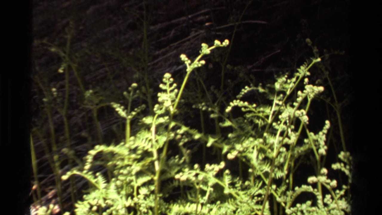 1978 Lake Tahoe 8mm frame showing bright fern fronds and curled shoots emerging from shadowed forest undergrowth at night.