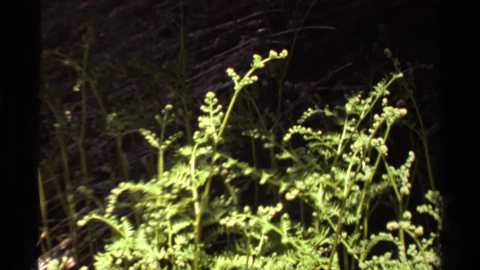 1978 Lake Tahoe 8mm frame showing bright fern fronds and curled shoots emerging from shadowed forest undergrowth at night.