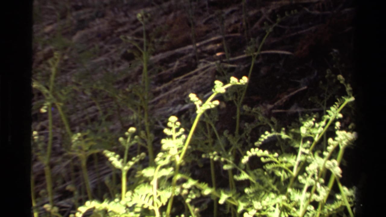 1978 Lake Tahoe 8mm frame with fern stems and pale curled shoots illuminated by a handheld light in nighttime forest cover.