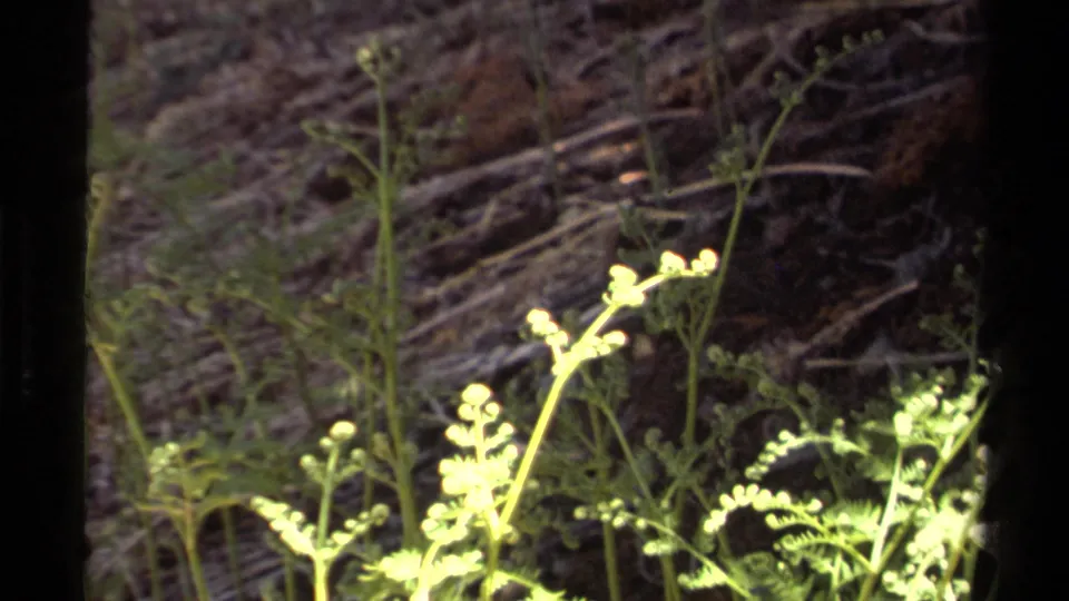 1978 Lake Tahoe 8mm frame showing close flashlight-lit ferns, pale shoots, and dim woodland debris in a nighttime forest setting.