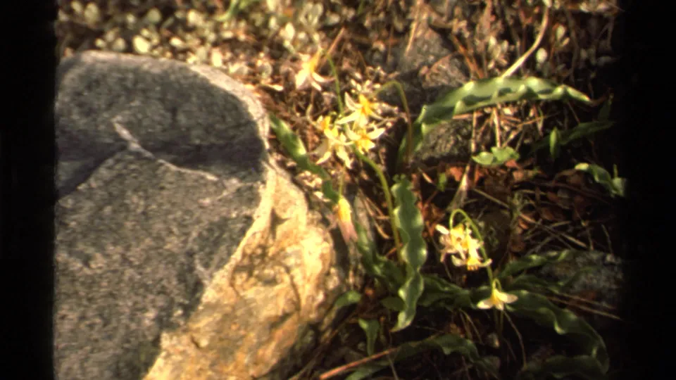 1978 Lake Tahoe 8mm frame showing small yellow wildflowers and green leaves beside a large rock in flashlight-lit forest undergrowth.