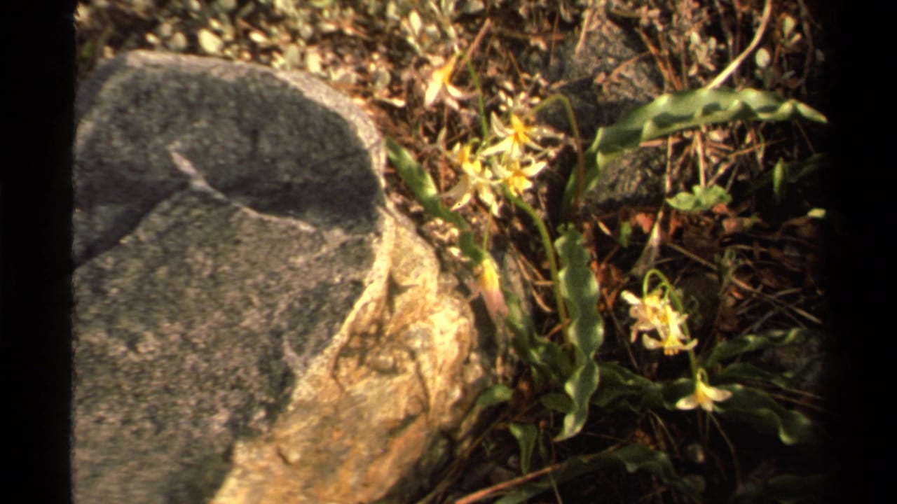 Small pale wildflowers growing beside gray rocks and pine needles on a forest floor.