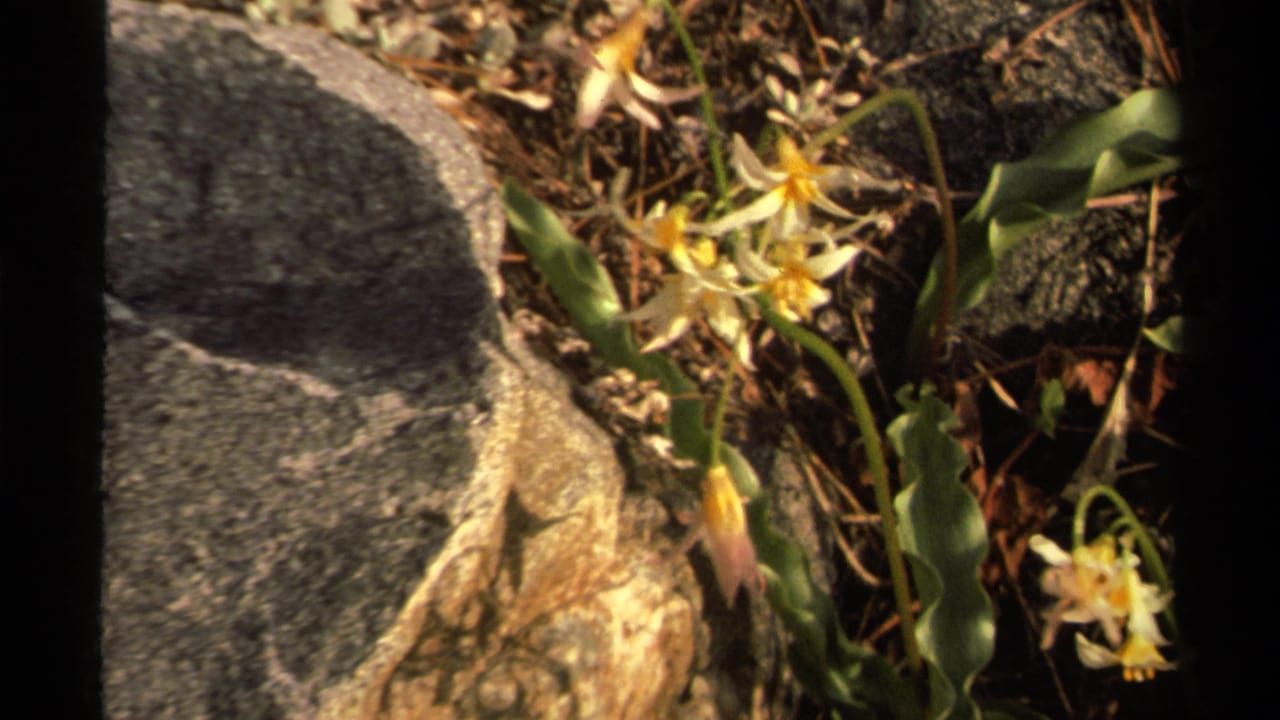 1978 Lake Tahoe 8mm frame with star-shaped wildflowers, green leaves, gray stone, and dry forest debris in warm light.