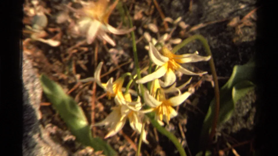Close 1978 Lake Tahoe 8mm view of pale wildflowers with yellow centers growing amid pine needles, stones, and soft shadows.