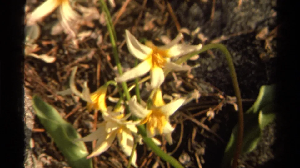 1978 Lake Tahoe 8mm frame showing a soft-focus cluster of pale wildflowers, green stems, gray rocks, and dry pine needles.