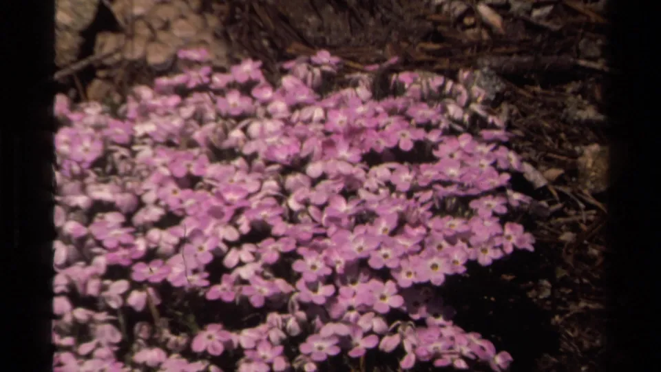 Close-up from the Lake Tahoe home movie showing purple wildflowers clustered among pine needles and dry ground cover.