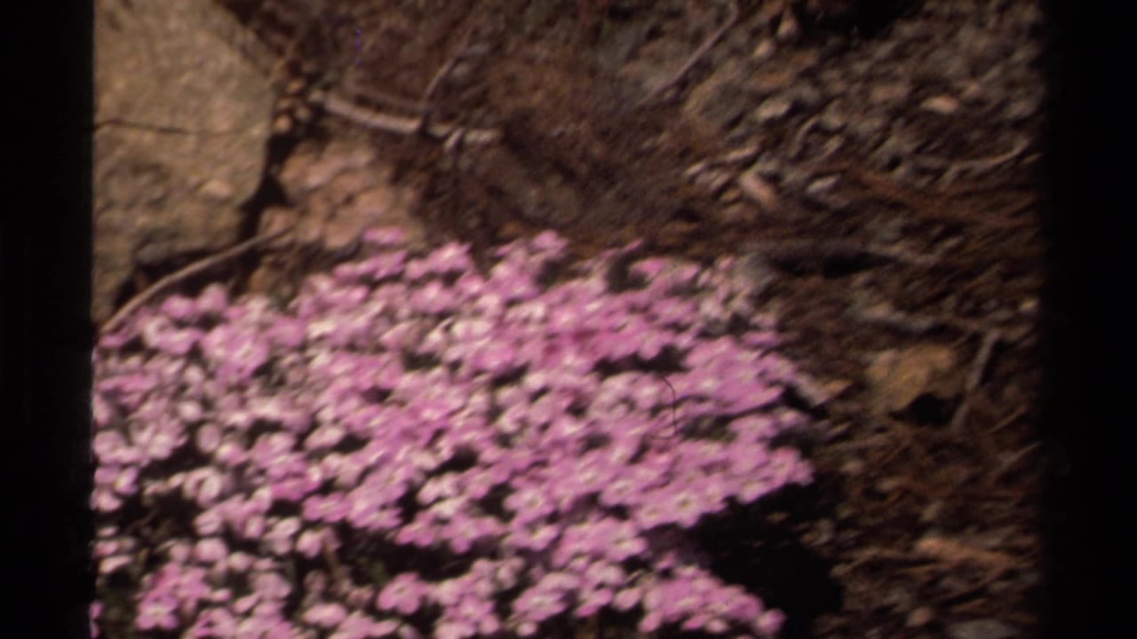 Pink wildflowers on a forest floor, partly soft-focused, with dark film-frame borders.