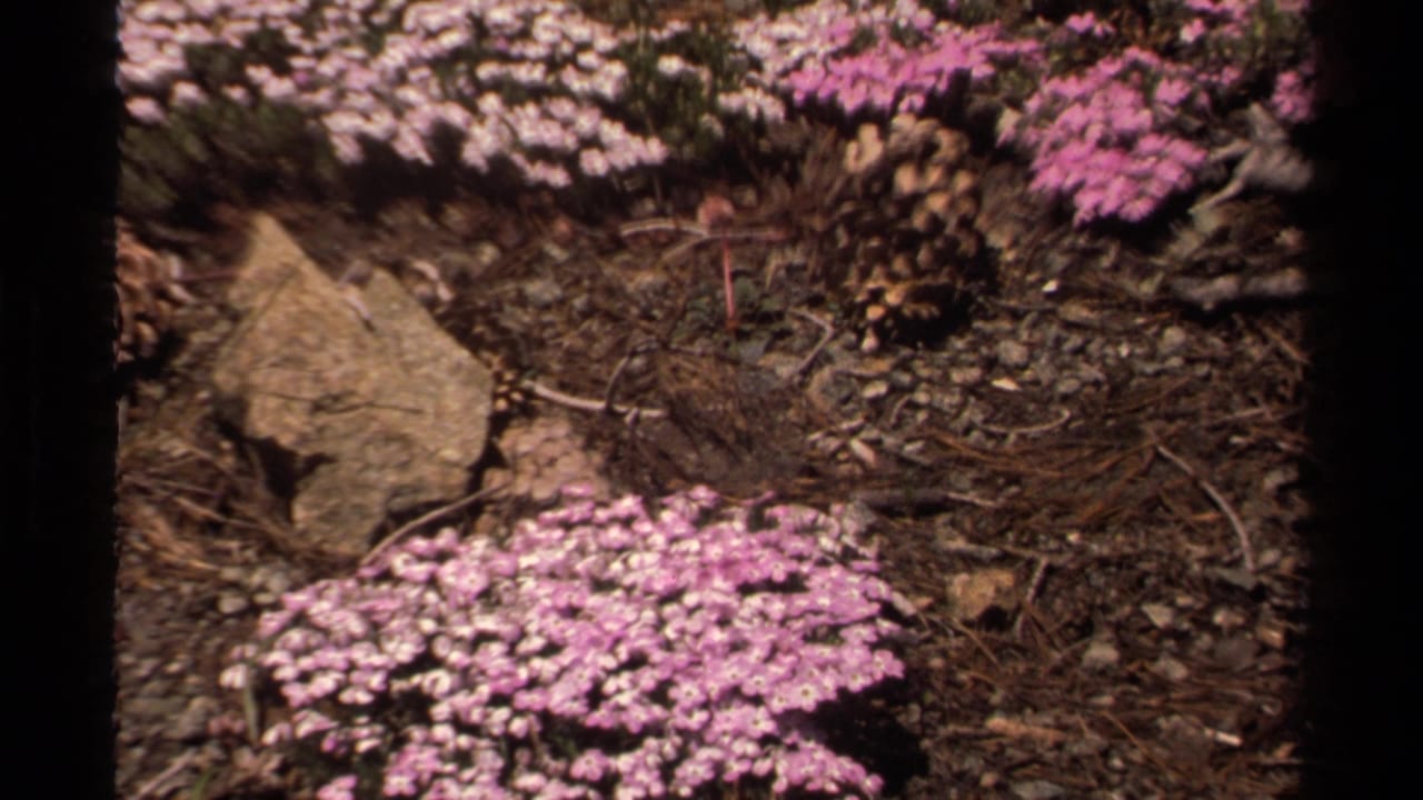 Lake Tahoe 1978 8mm frame showing pink and pale wildflower clusters around rocks, pine needles, and dry forest soil.