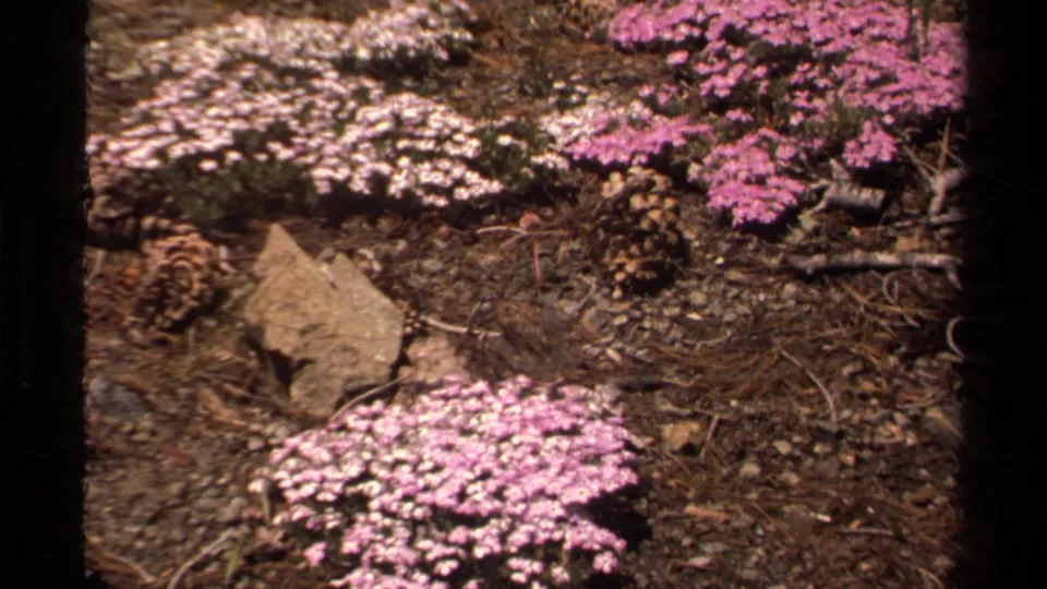 1978 Lake Tahoe home-movie frame of low wildflower clusters beside a large rock, pinecones, needles, and soil.