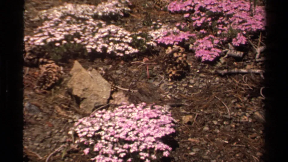 Warm 8mm Lake Tahoe frame from 1978 showing pink wildflowers and pale blooms across a dry, rocky forest floor.