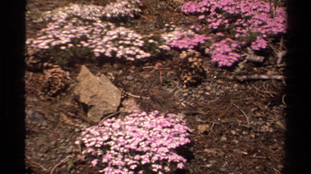 Pink flowers and rocks on a sunlit mountain slope.