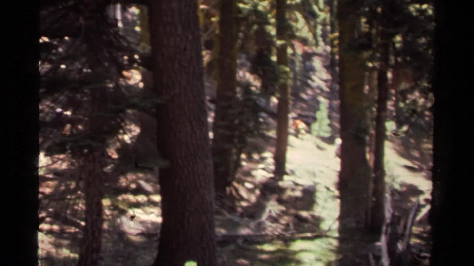 The final frame shifts to a wooded Lake Tahoe slope with tall trees and bright patches of sunlight.