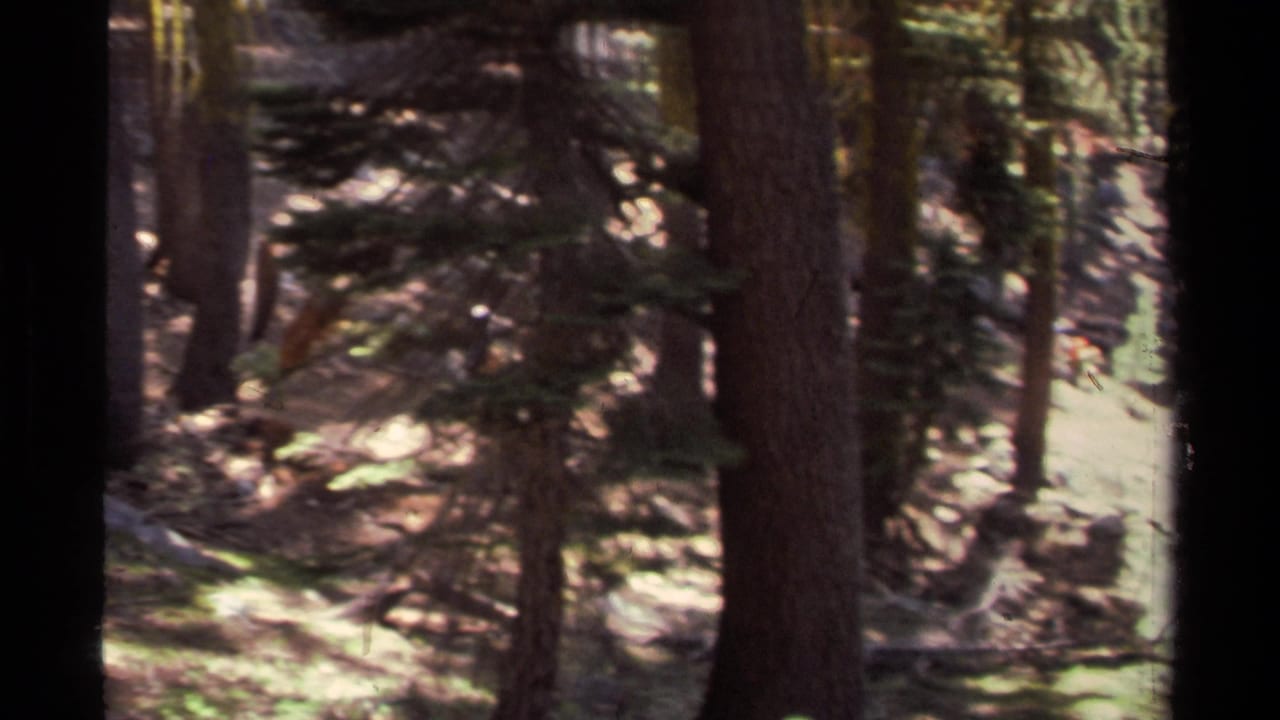Shaded forest trail with tall trees, rocks, and dappled sunlight.