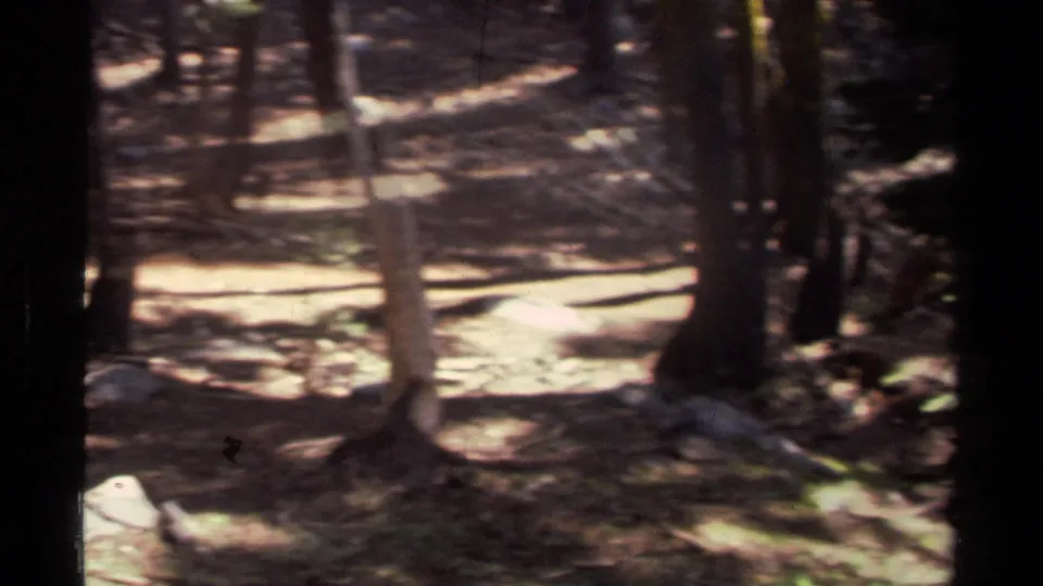 1978 Lake Tahoe home-movie frame looking through conifer trunks toward a sunlit dirt path in the forest.