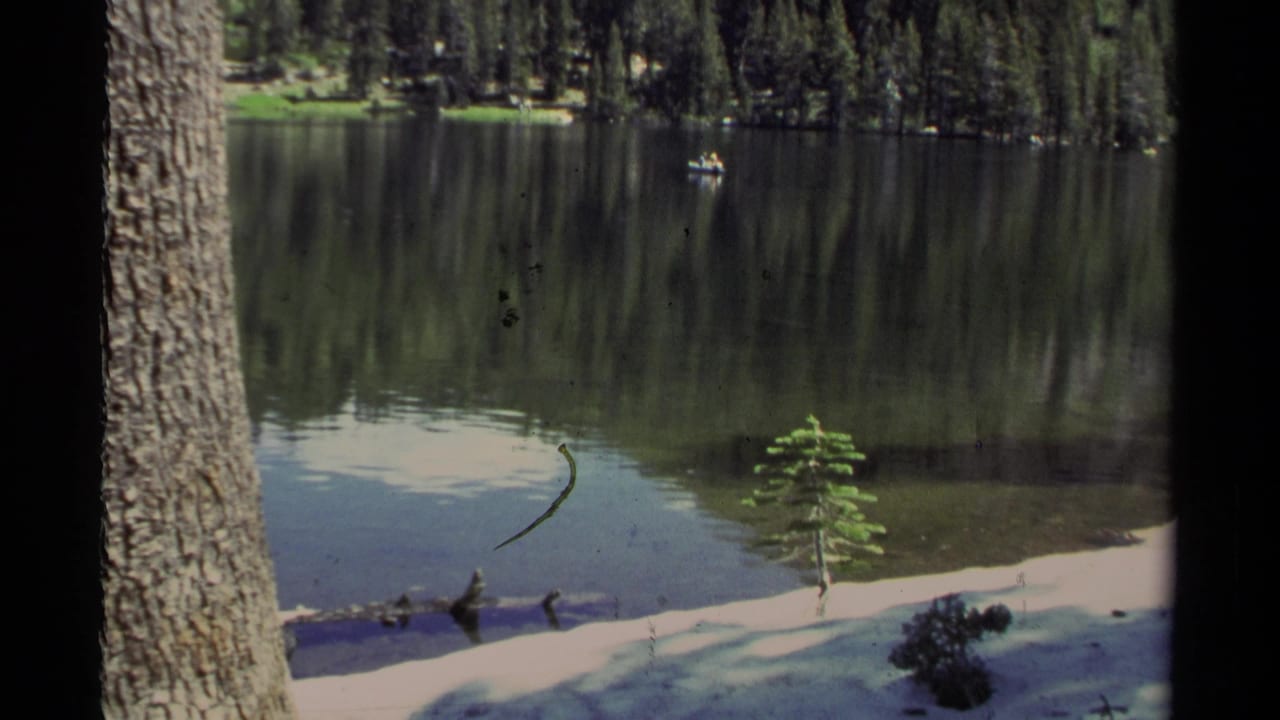 Shoreline view with a large tree, small sapling, reflective lake, forest, and distant boat.