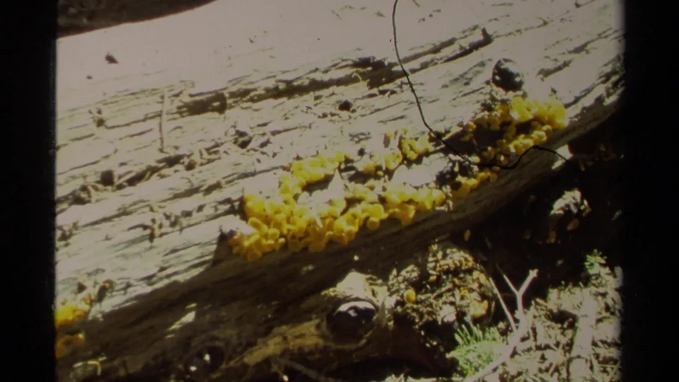 Close 8mm view of bright yellow fungi on a weathered log near Lake Tahoe, with debris and film scratches visible.