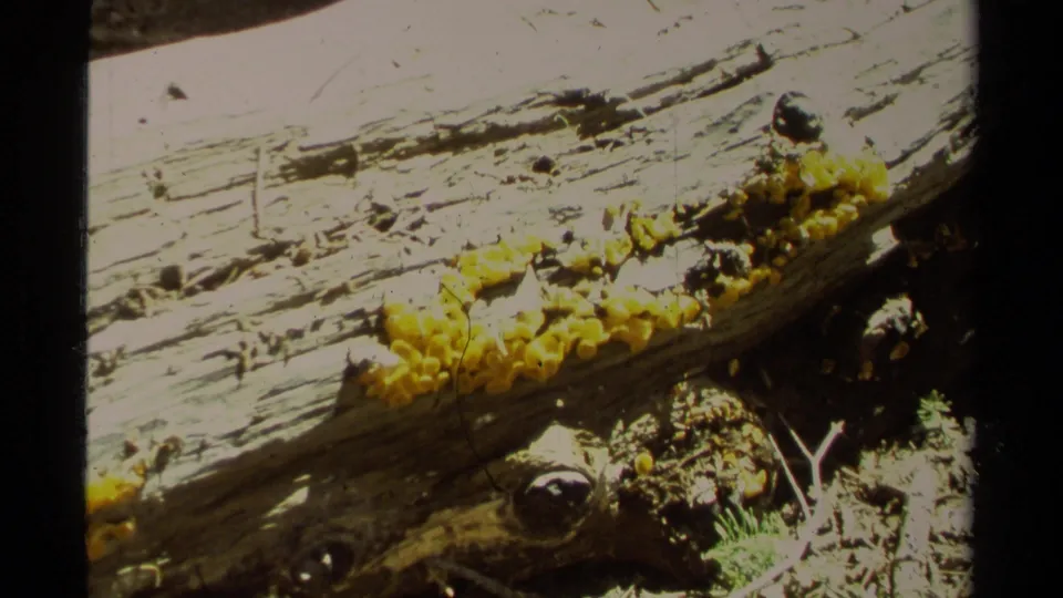 Bright yellow fungi cover part of a bleached log in this 1978 Lake Tahoe home-movie close-up.