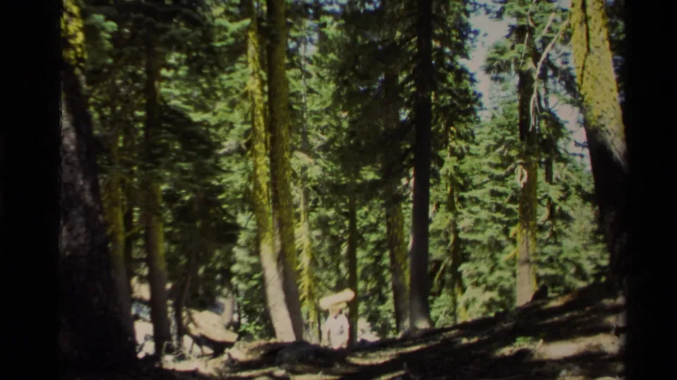The hiker remains small in the Lake Tahoe forest frame, surrounded by tall trunks, green canopy, and uneven sunlight.