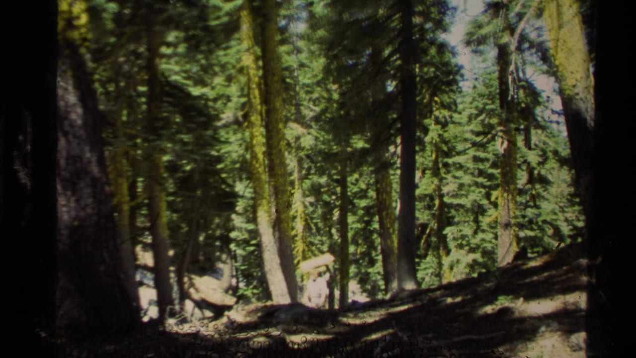 Sunlit pine forest with mossy trunks and a small person walking among the trees.