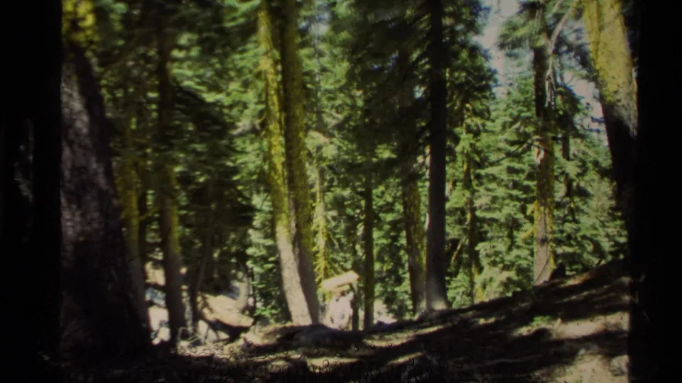 Lake Tahoe home-movie frame from 1978 showing a small figure walking through a shaded pine forest with mossy trunks and filtered sunlight.
