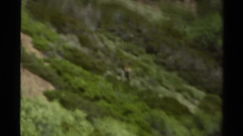 Soft 1978 Lake Tahoe landscape frame showing brush-covered slope, trail edge, and handheld motion blur.