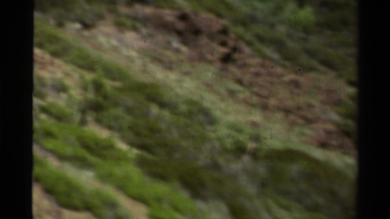 Green hillside and rocky ground blurred by camera movement.